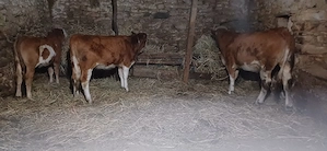 3 juninci de vânzare 2 au 6 luni și una are un an jumate vând sau schimb cu ceva de abator  - imagine 3