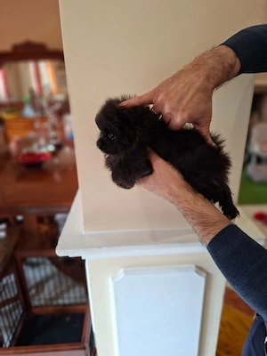 Pui Pomeranian maxim 2,5 kg la maturitate - disponibili direct din canisă
