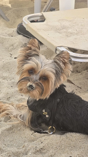 Yorkshire terrier  băieți  - imagine 5