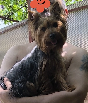 Yorkshire terrier  băieți  - imagine 4