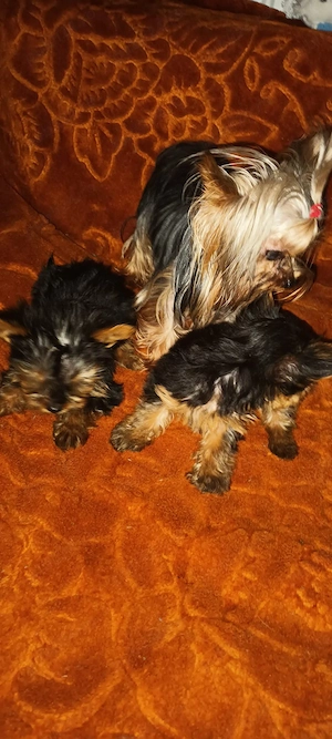 yorkshire terrier 