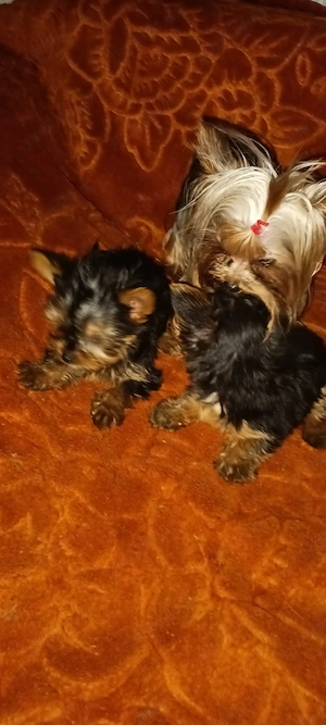 yorkshire terrier  - imagine 3