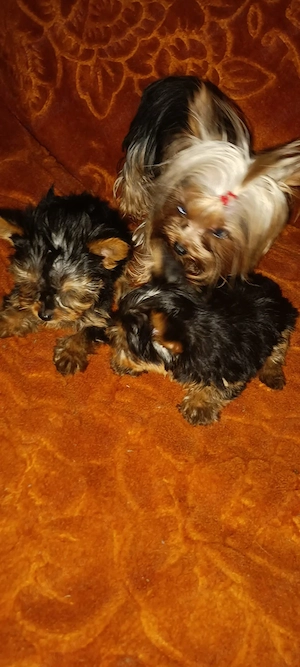 yorkshire terrier  - imagine 2