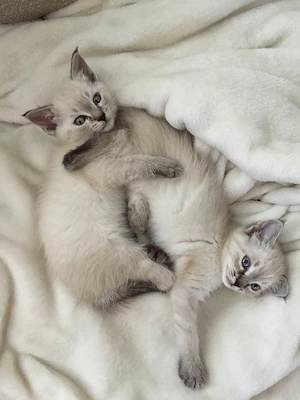 Ragdoll.       