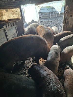 Vând purcei 300lei porci grași dela 12la 15lei kg mai multe detalii la    - imagine 5