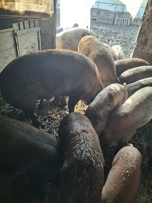 Vând purcei 300lei porci grași dela 12la 15lei kg mai multe detalii la    - imagine 4
