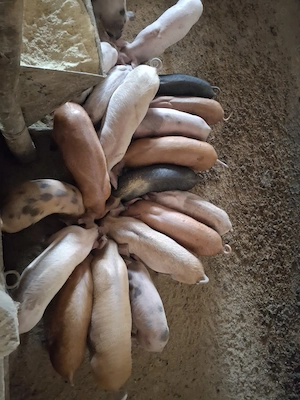 Vând purcei 300lei porci grași dela 12la 15lei kg mai multe detalii la    - imagine 2