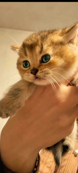 British Shorthair gulden!!!