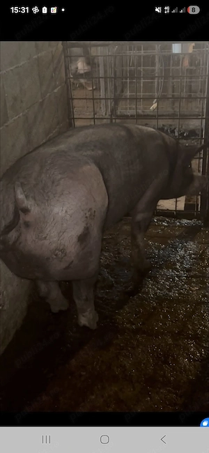 Disponibili Porci pentru Crăciun crescuți Bio(Duroc,Bazna,Landrace,Pic ,Pietrain) - imagine 2