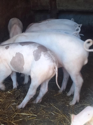De vânzare  grăsuni de 4 luni! - imagine 2