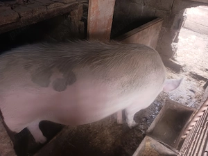 Vând porc pentru crăciun - imagine 2
