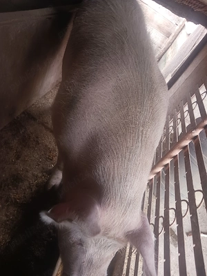Vând porc pentru crăciun