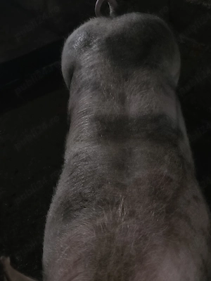 Disponibili Porci pentru Crăciun crescuți Bio(Duroc,Bazna,Landrace,Pic,Pietrain)