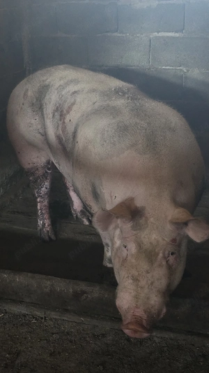 Disponibili Porci pentru Crăciun crescuți Bio(Duroc,Bazna,Landrace,Pic,Pietrain) - imagine 2
