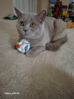 British shorthair liliac
