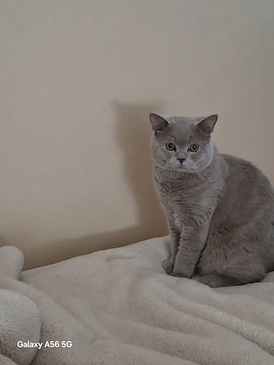 British shorthair liliac - imagine 1