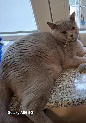 British shorthair liliac - imagine 3