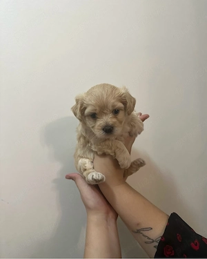 Maltipoo mini toy 2 fete un baiat  - imagine 2