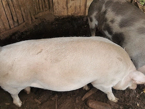 Porci de vânzare  - imagine 5