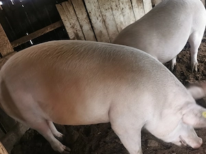 Porci de vânzare  - imagine 2