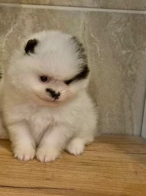 Pomeranian Mini Toy - imagine 4