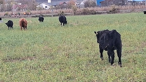 Vând vitei rasa Angus Aberdeen 