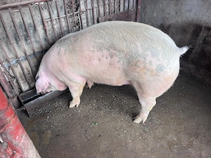 Porc de carne Duroc   - imagine 2