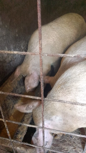 vand porci marele alb