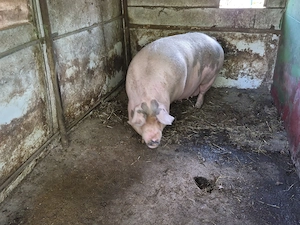 Vand porc 350+kg - imagine 4