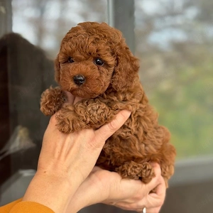 Poodle-pudel mini toy  - imagine 2