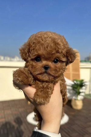 Poodle-pudel Maltipoo mini toy  - imagine 2