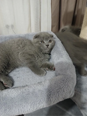 Scottish Fold Blue fetite si baietei  - imagine 2