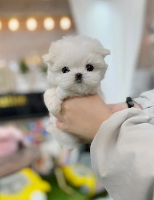 Bichon maltez mini toy  - imagine 3