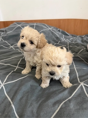 Bichon maltez