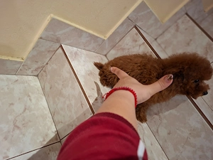 Poodle Toy   Pui de exceptie | Sub 3 kg la maturitate | Canisa Autorizata  - imagine 2