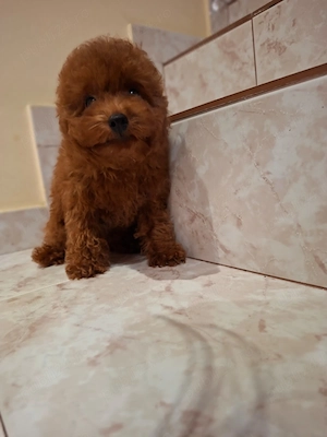 Poodle Toy   Pui de exceptie | Sub 3 kg la maturitate | Canisa Autorizata  - imagine 4