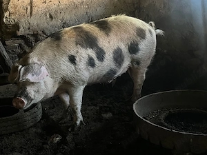 porc de vanzare 