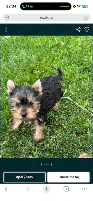 baietel yorkshire terrier  - imagine 2