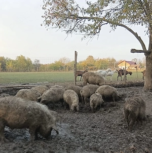 Vând purcele și purcei - rasă mangaliță 