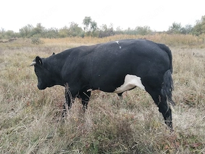 vând tăurași 