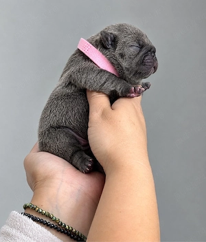 Femele Bulldog