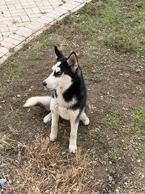 pui husky de vanzare - imagine 4