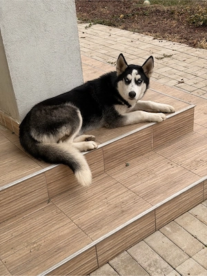 pui husky de vanzare - imagine 2