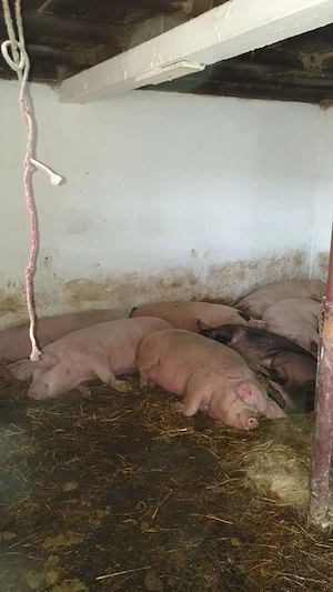 Purcei grăsuni porci mari - imagine 2