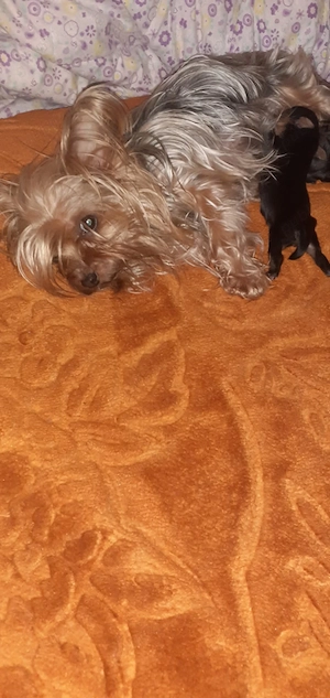 yorkshire terrier mini toy  - imagine 4