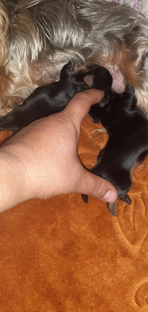 yorkshire terrier mini toy  - imagine 3