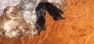 yorkshire terrier mini toy  - imagine 2