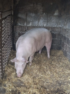 Porc de tară de vânzare