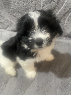 Pui bichon havanez,vârsta 2 luni - imagine 2