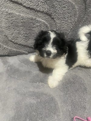 Pui bichon havanez,vârsta 2 luni - imagine 5